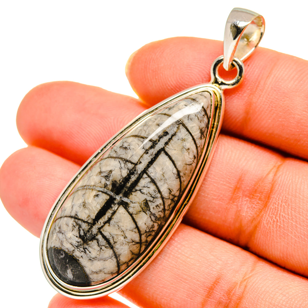 Orthoceras Fossil Pendants handcrafted by Anasilvercos - PD10406