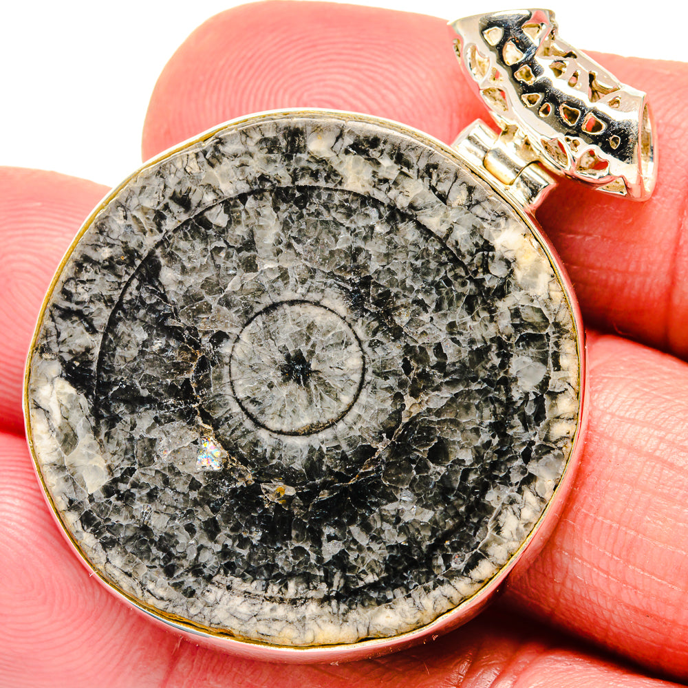 Moroccan Goniatite Fossil Pendants handcrafted by Anasilvercos - PD20169